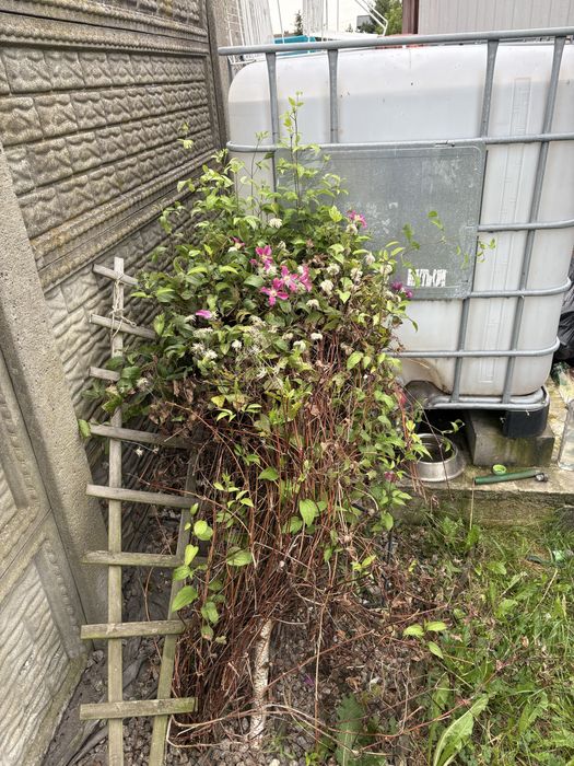 Mauzer  dobry 1000 litrow