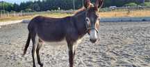 Macho de Burrinho