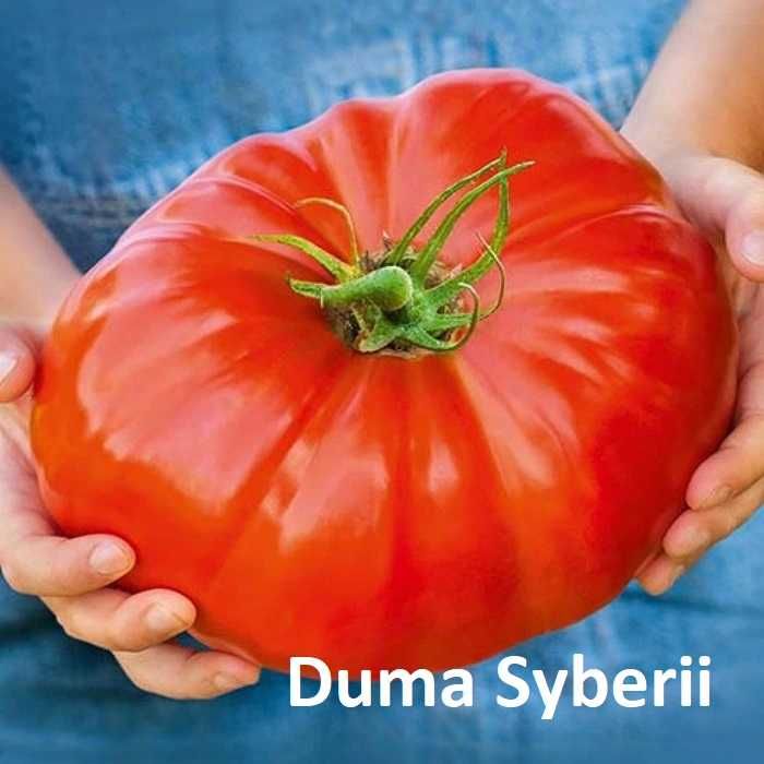 Rozsady pomidorów - unikatowe giganty, kolorowe i inne flance sadzonki