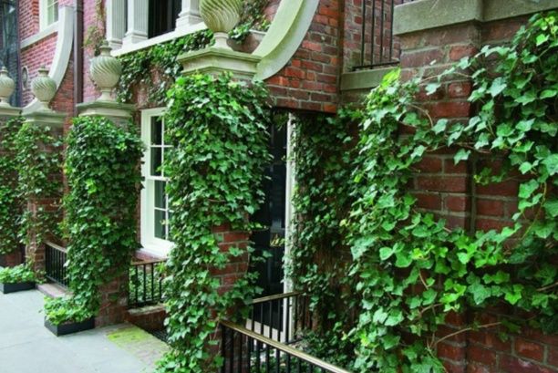 Плющ вічнозелений