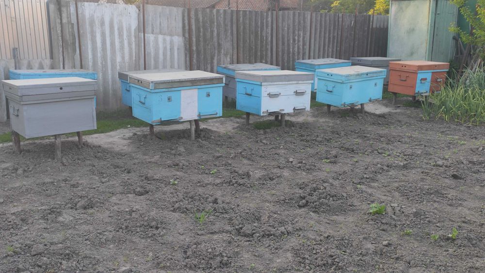 Продам лежаки з бджолосім'ями (8 сімей)