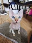 Devon rex kocurek szuka kochającego domu.