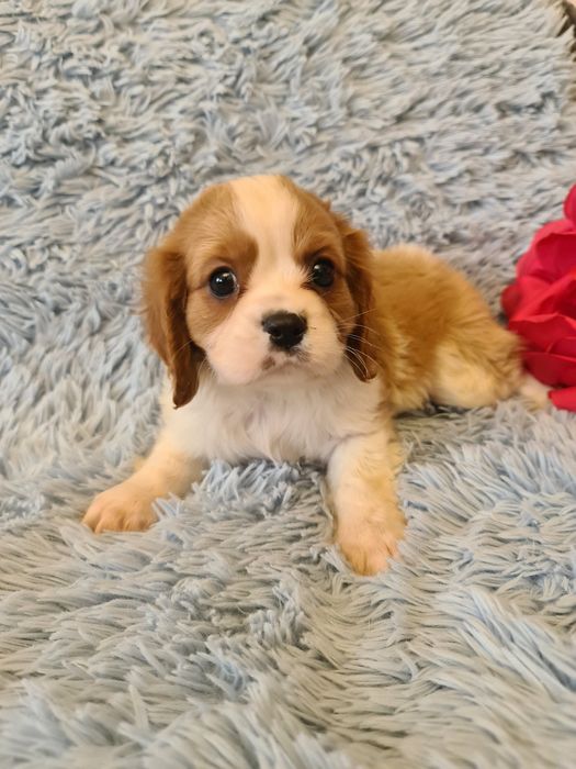 Cavalier King Charles z rodowodem czteropokoleniowym