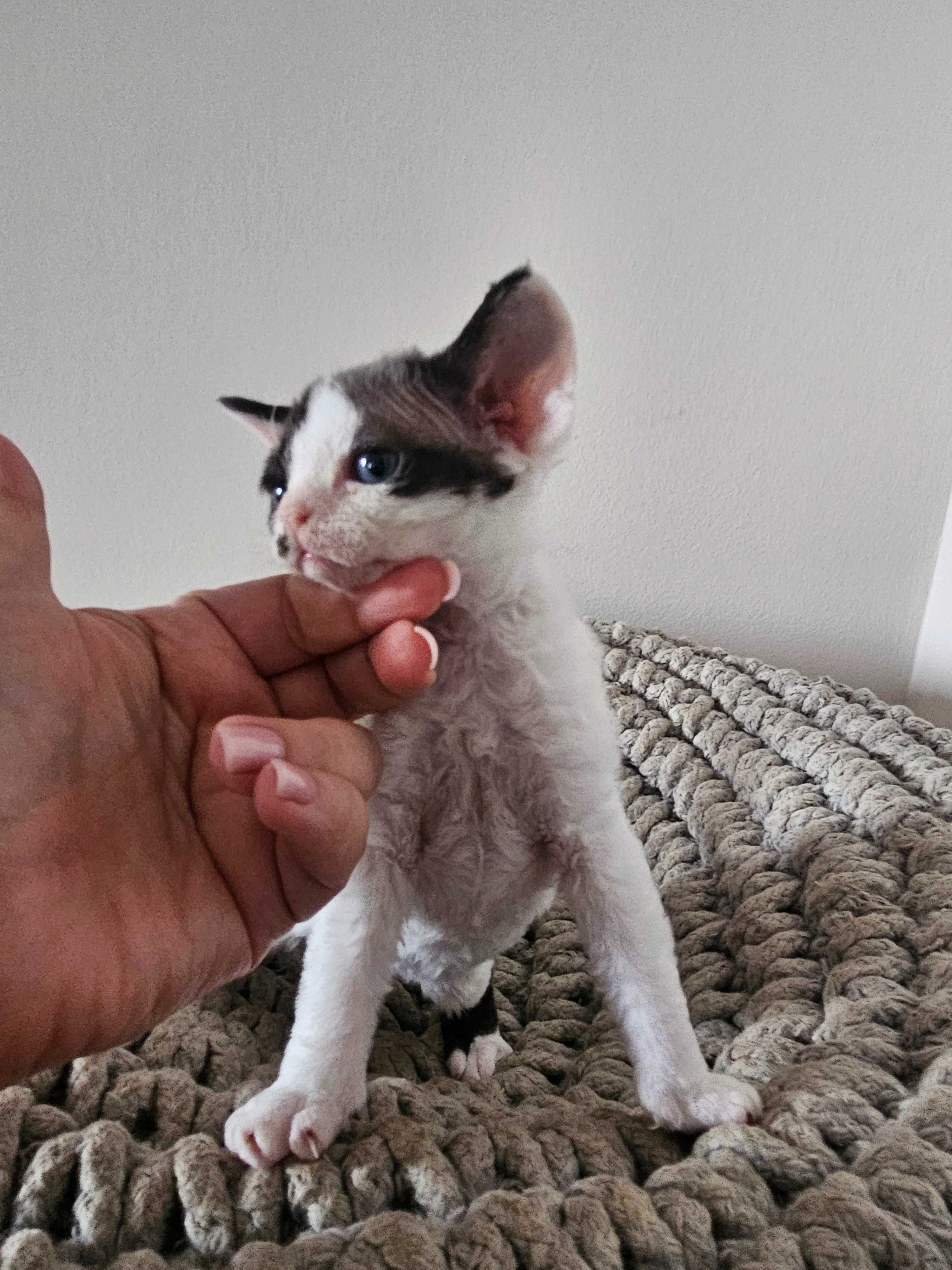 Devon Rex, śliczny kocurek, FPL