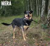 W typie owczarki, 1,5 roczna, kochana Wera. Adopcja