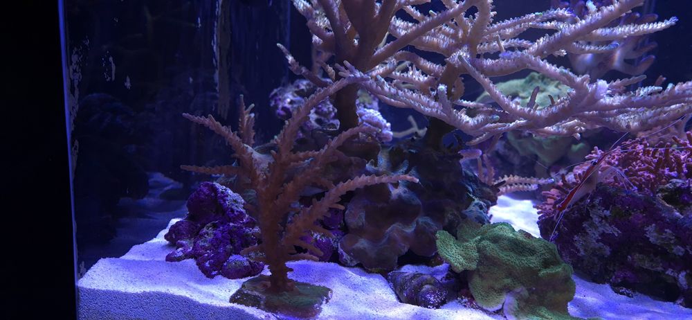 Vendo corais SPS / LPS zona Barcelos