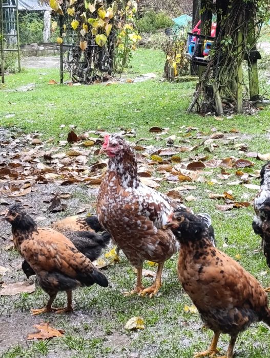 Kurczęta mix czubatka i kura pawłowska