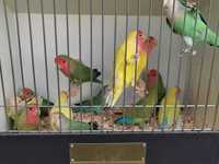 Продаются попугаи неразлучники