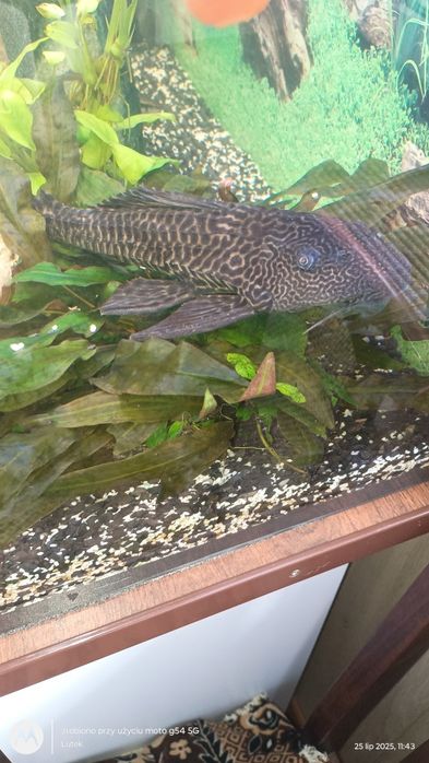 Sprzedam lub zamienię dużego zbrojnika