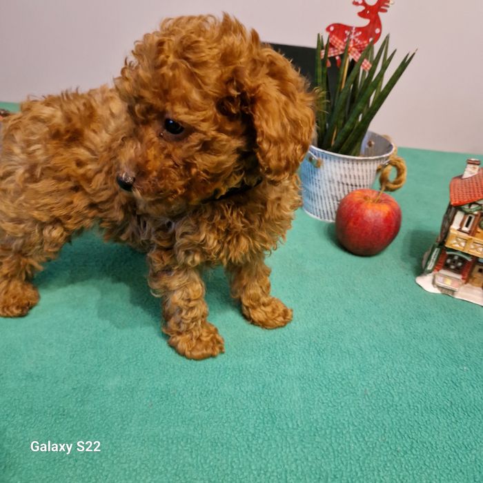 Pudle Miniatura- ruda miłość