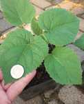 4 szt drzewa tlenowe paulownia omszana  sadzonka