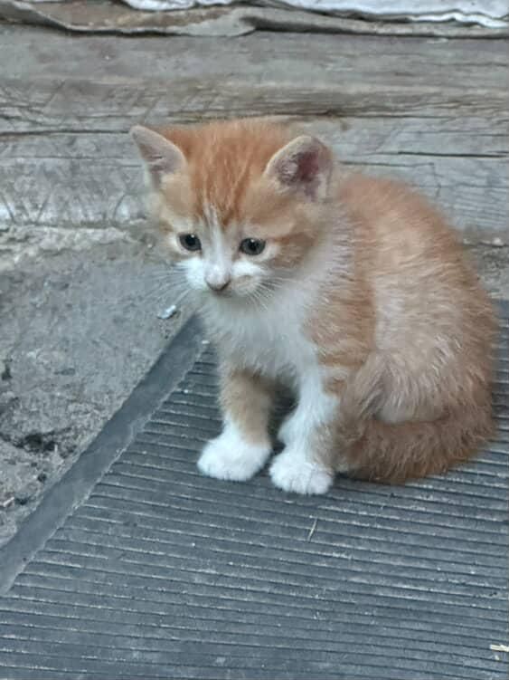 Отдам рыже-белого котенка, мальчик, 1 месяц