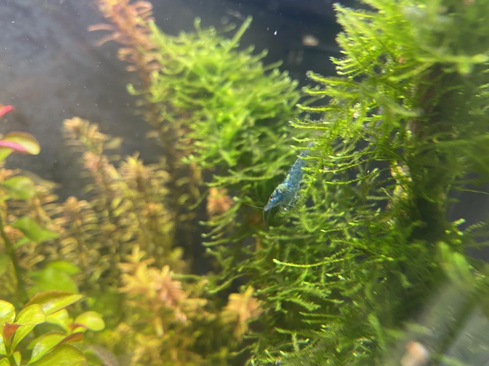 Krewetki neocaridina mieszane mix