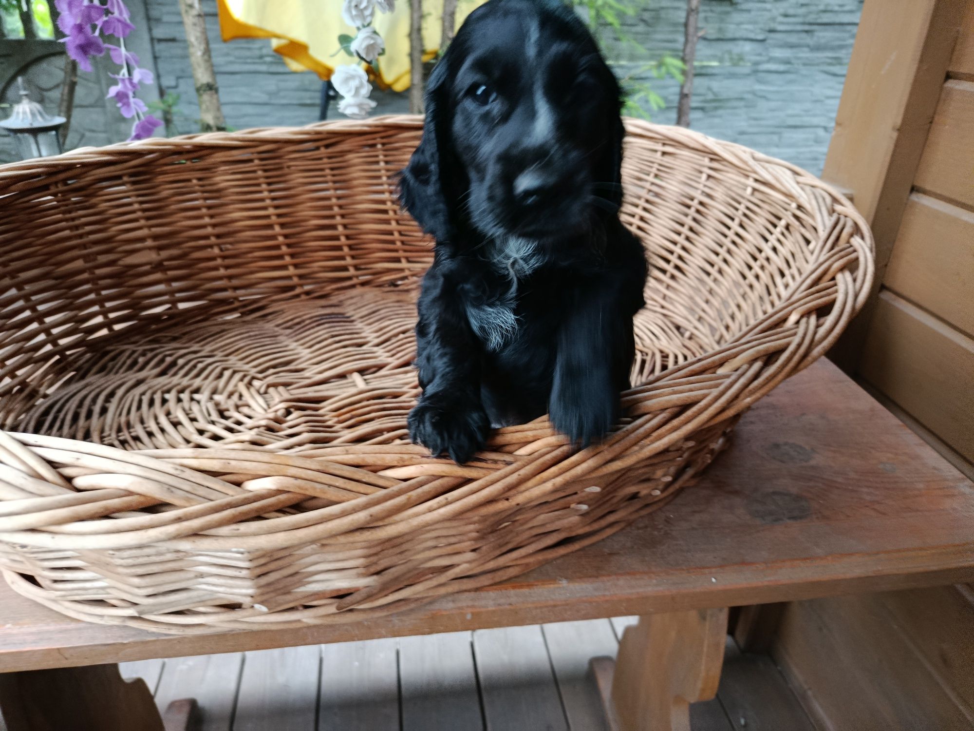 Cocker spaniel angielski Piesek Rodowód