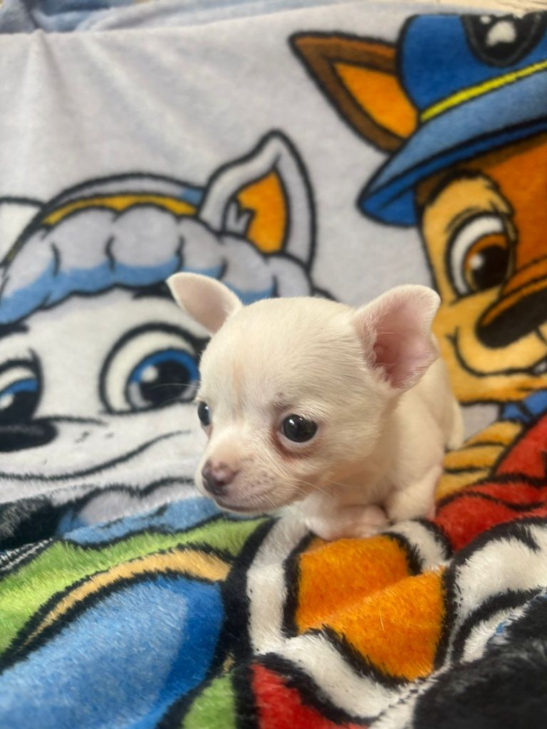 Chihuahua szczeniaczek