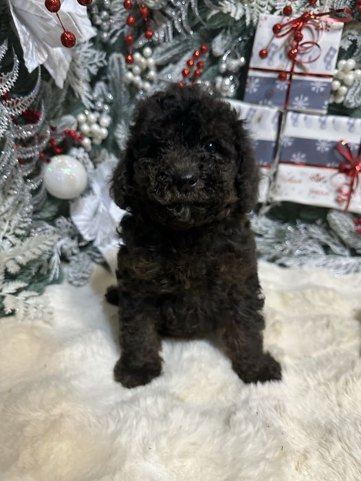 Чорний хлопчик пудель