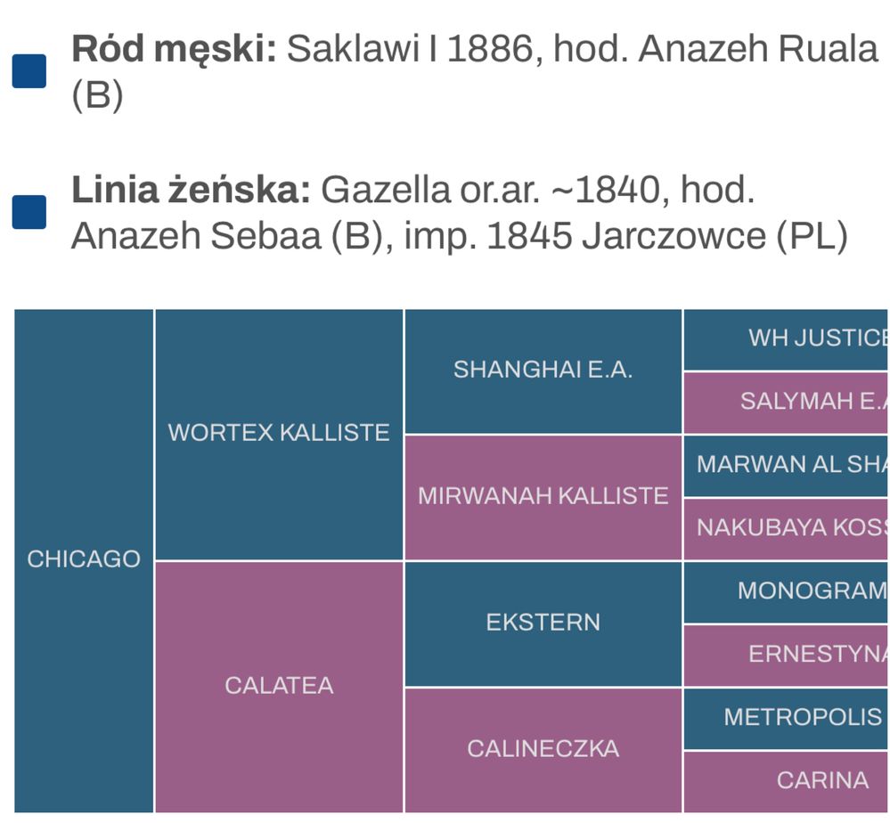 Stanówka Piekny Duży Ogier Czystej Krwi Arabskiej Chicago Janów Podlas