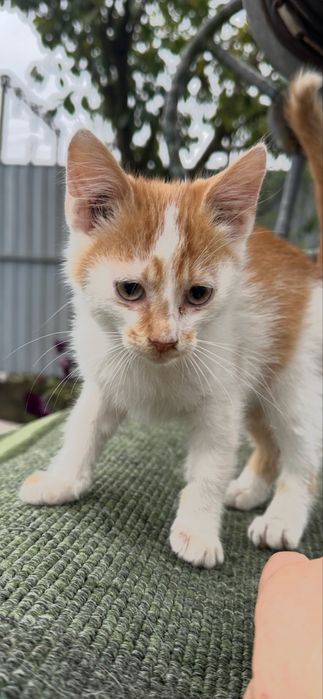 Котик,киця,кошеня