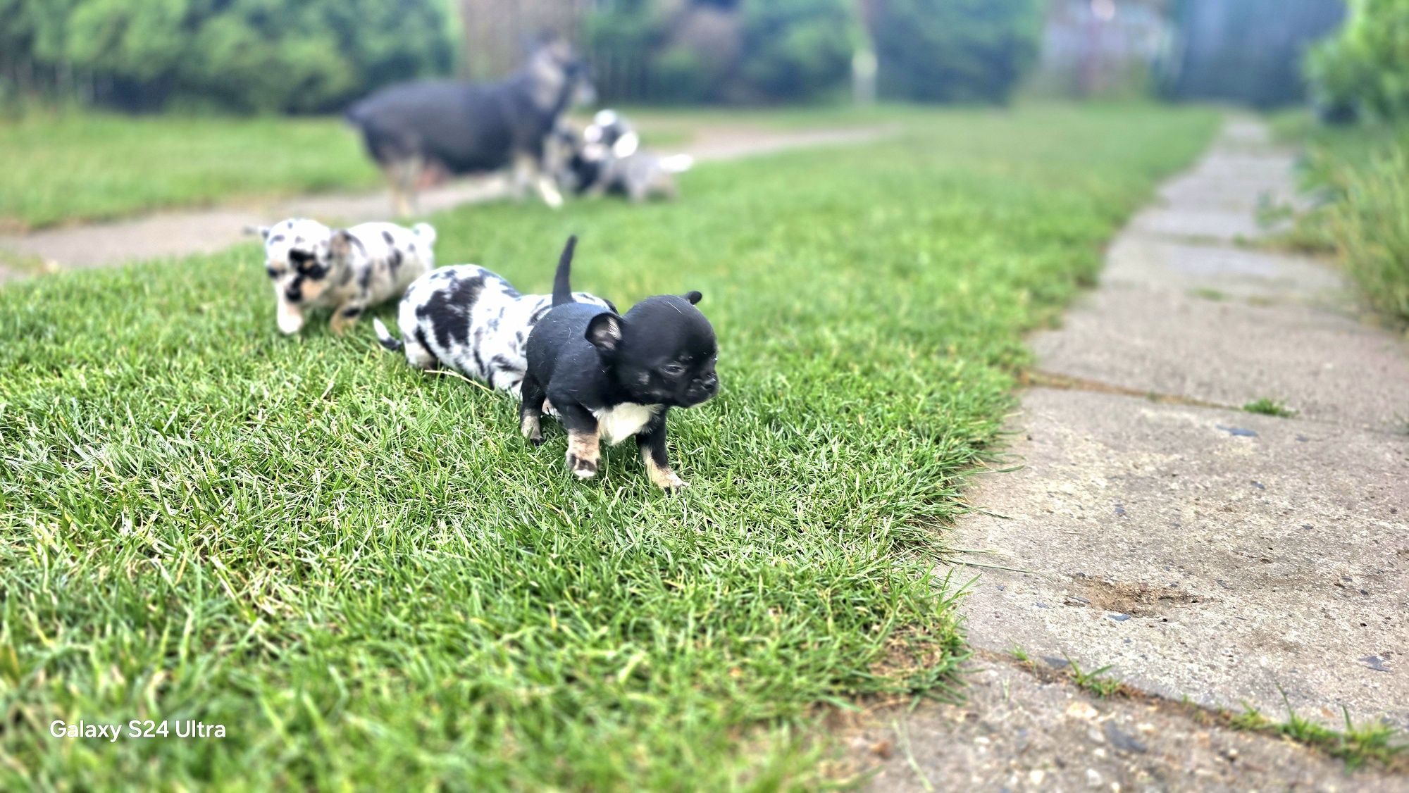 Prześliczna chihuahua piesek"Nocna Furia"