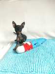 Ratlerki.Pinczer miniaturowy.Piesek
