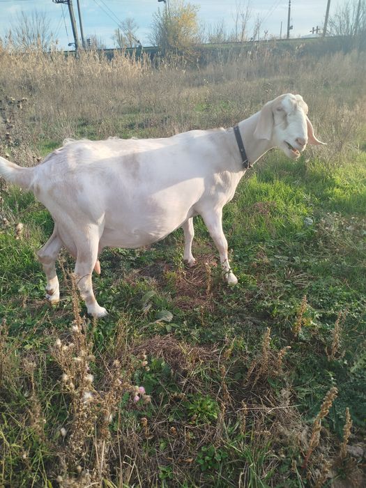 Дойная коза в ответственные руки
