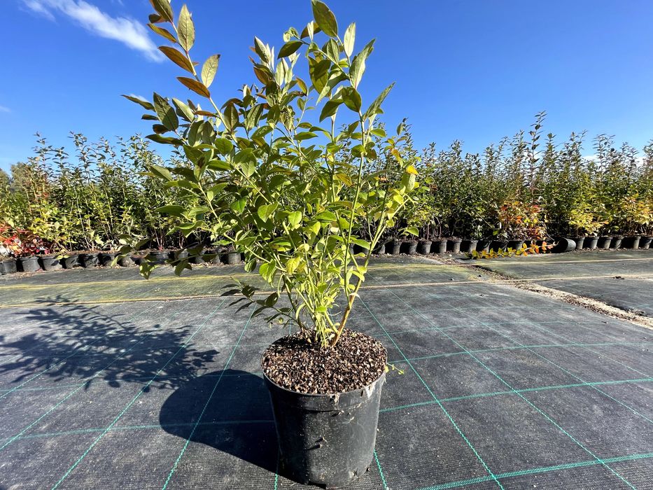 Sadzonki borówki amerykańskiej różne odmiany CAC, paszporty