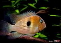 Guianacara owroewefi. Cetarius