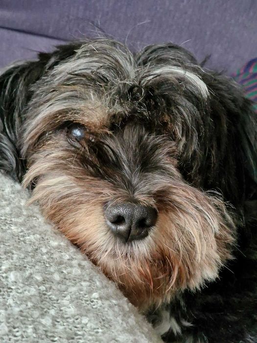 Petsitting Animals Care