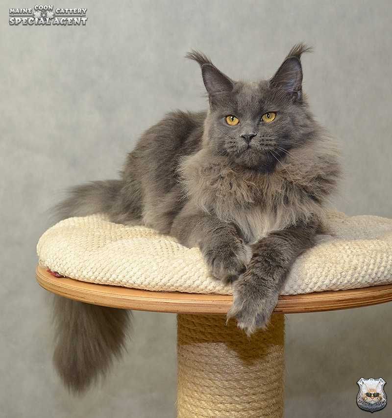 Niebieska kotka Maine Coon FPL / FIFe; przebadani rodzice