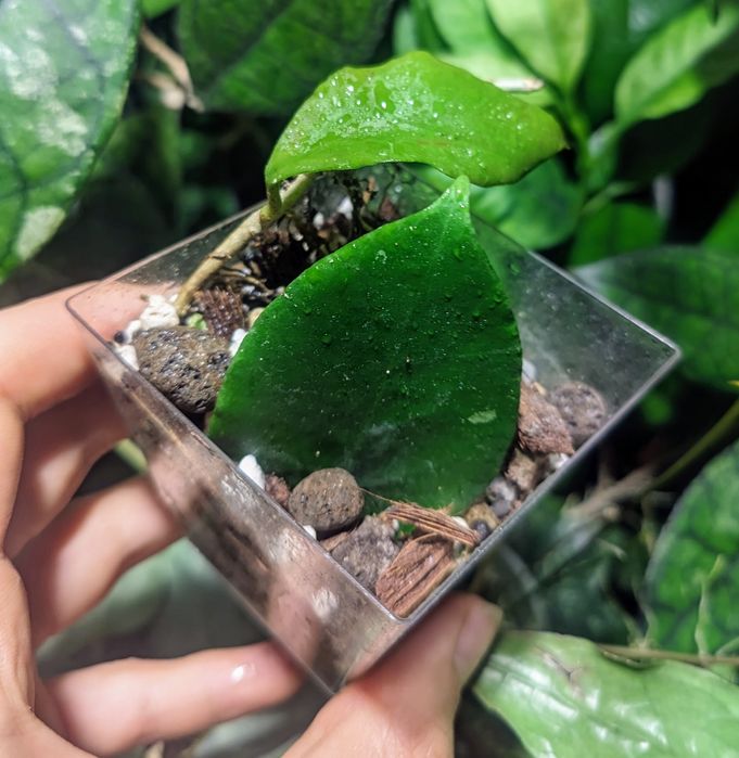 Hoya sp. Lombok vn 601