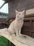 Reproduktor Maine coon Graffi