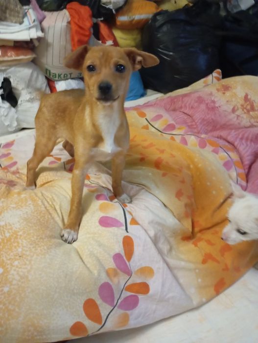 Отдам в хорошие руки щенка