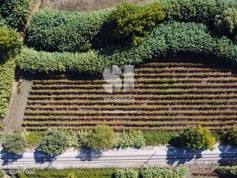 Terreno com Vinha Ativa