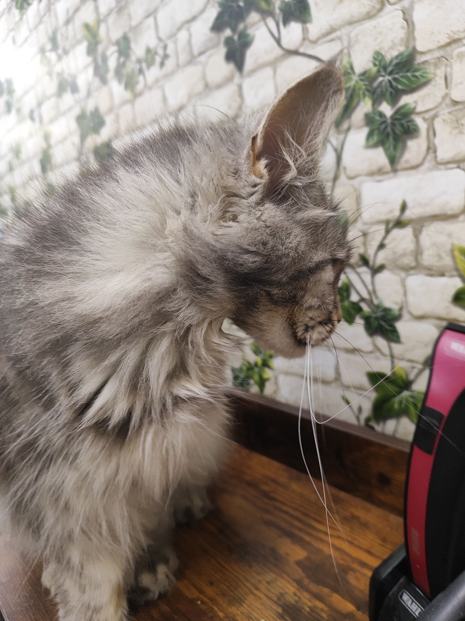 Maine Coon kotka