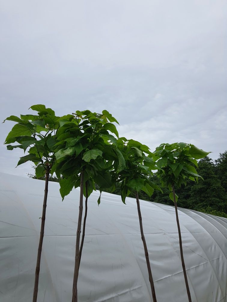 Catalpa Bignonioides / Katalpa "NANA" szczepiona / Surmia na pniu