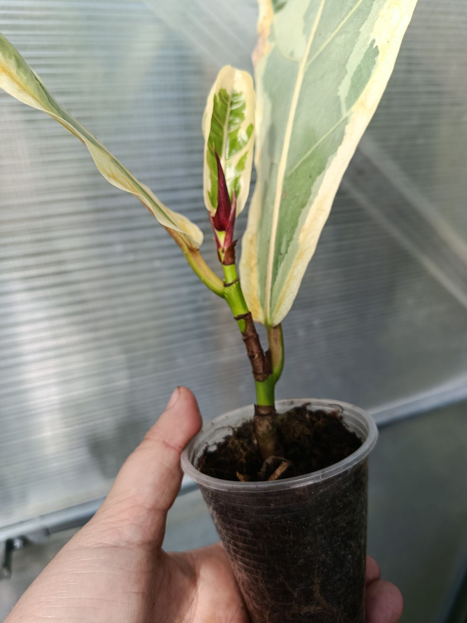 Фікус ficus lyrata variegata
