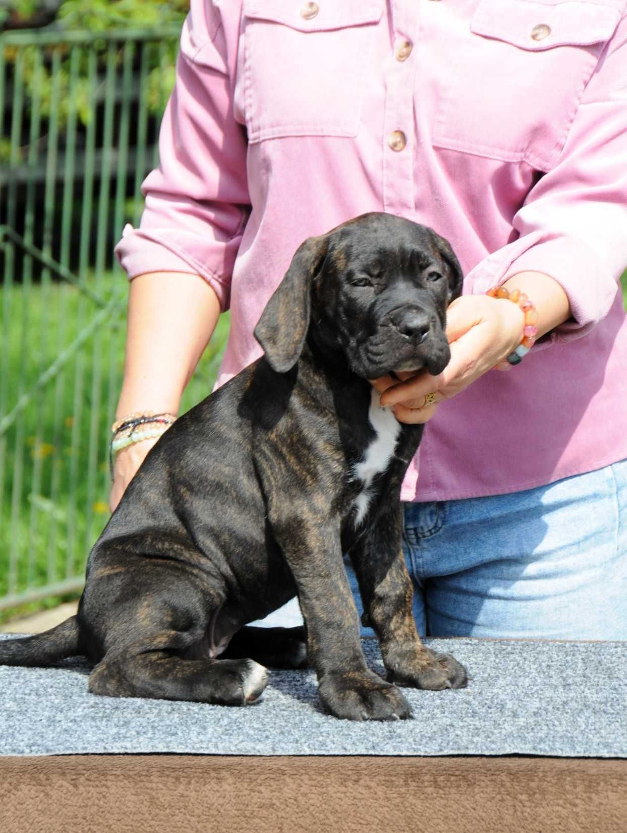 Cane Corso Hodowla Tytani Wschodu ZKwP/FCI