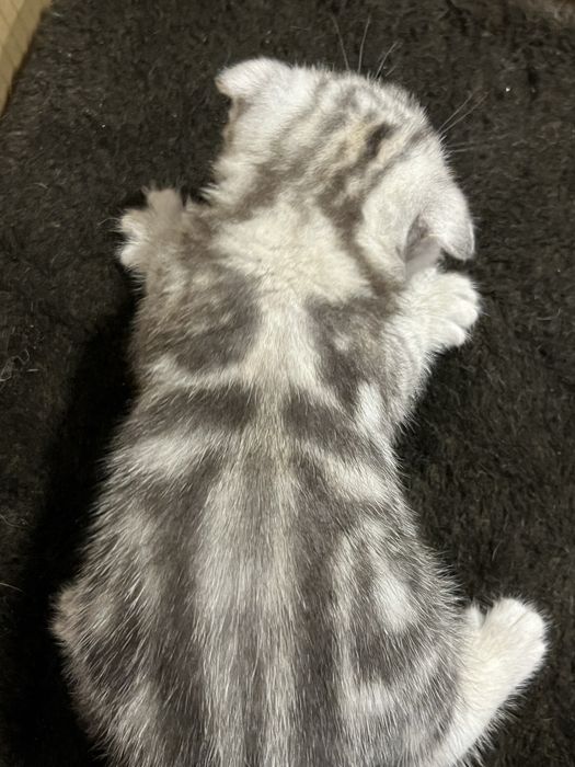 Шотландські малюки