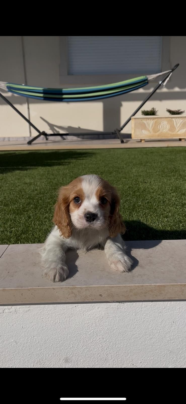 cavalier king charle macho