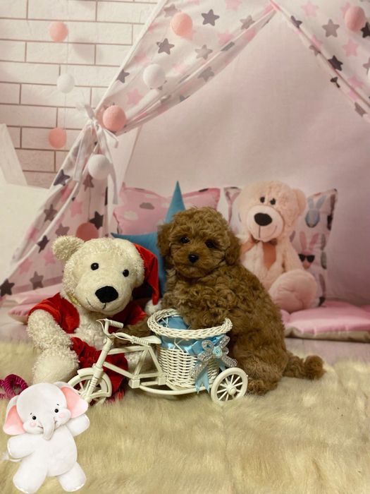 Хлопчик той пудель Китай