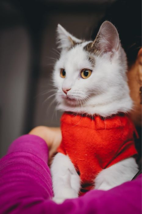 Pchełka-  5m.dasz mi domek? Krakow/ Gorlice