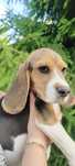 Piesek rasy Beagle