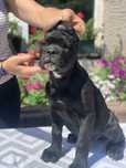 Клубные щенки кане корсо КСУ