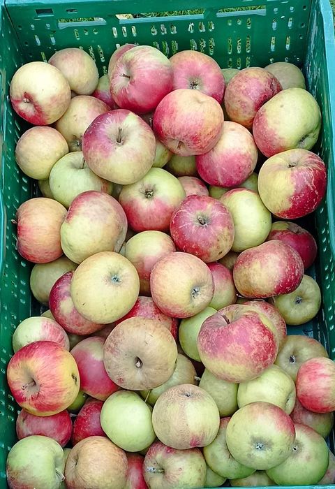 Wyborne jabłka; Złota Reneta, Lobo