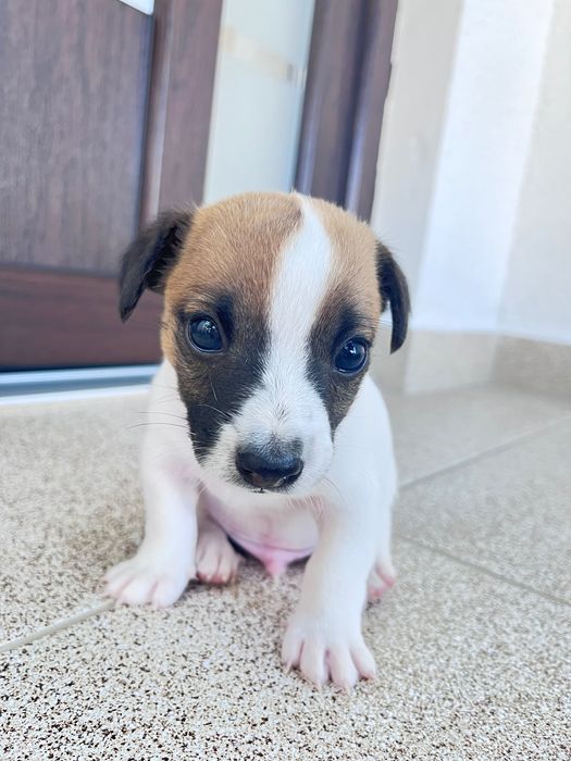 Цуценята Джек Рассел