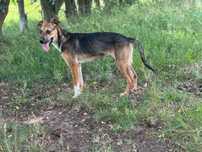 Szczeniak Spyro do adopcji