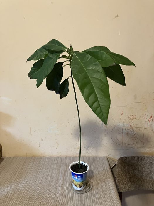 Продається авокадо у горщику