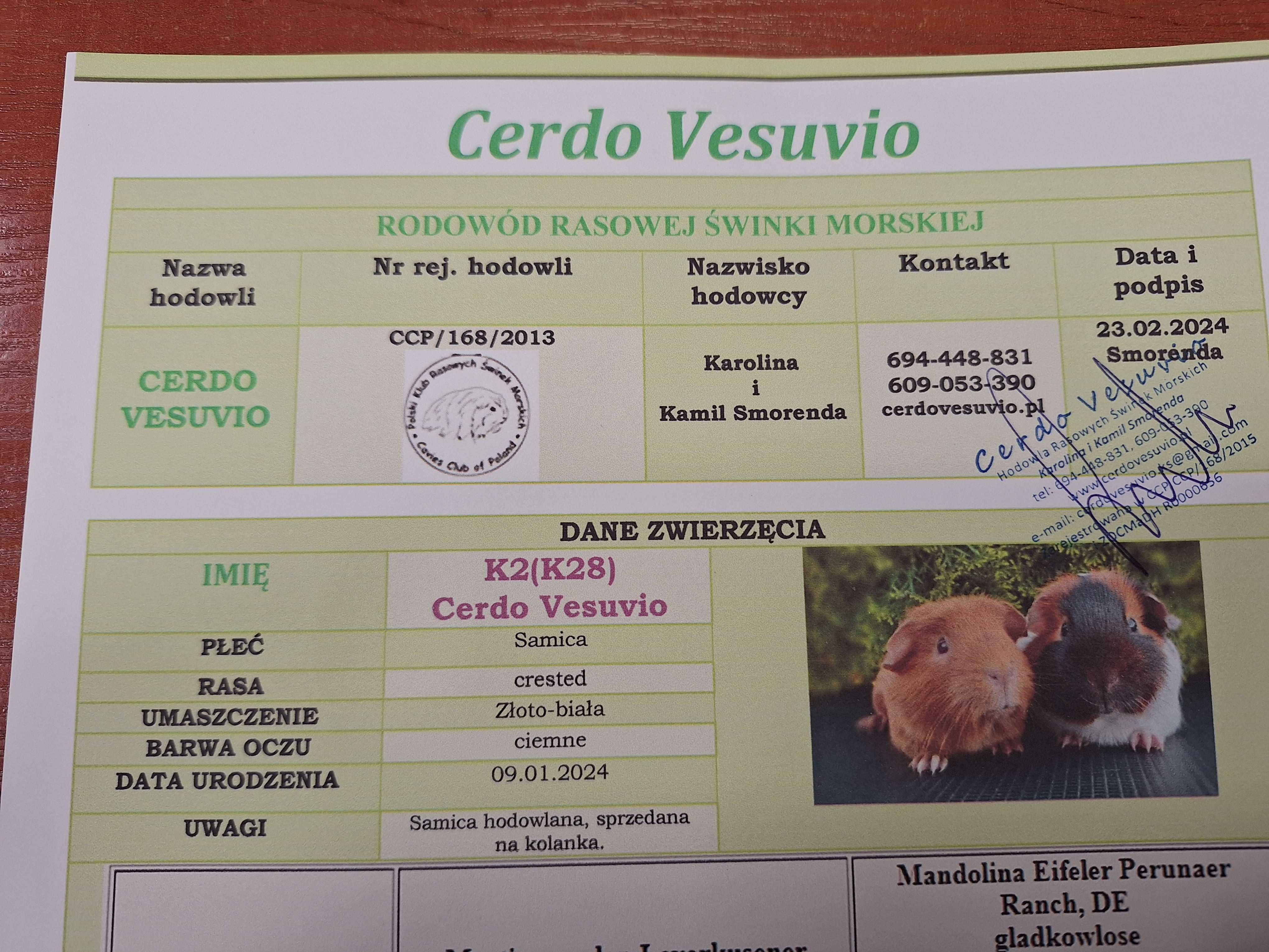 Świnka morska, dwie dziewczynki, cavia domowa, rodowód, wyposażenie