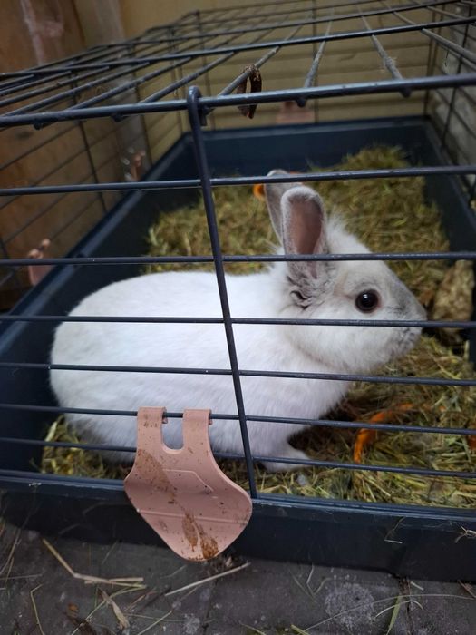 Krolik miniaturka samica+klatka
