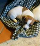 Jack russel excelentes